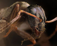 Ant NkonD700,Nikon microskop objectiv,Nikon bellows,SB-800 Black garden ant,Formicidae,Geotagged,Lasius niger,Sweden