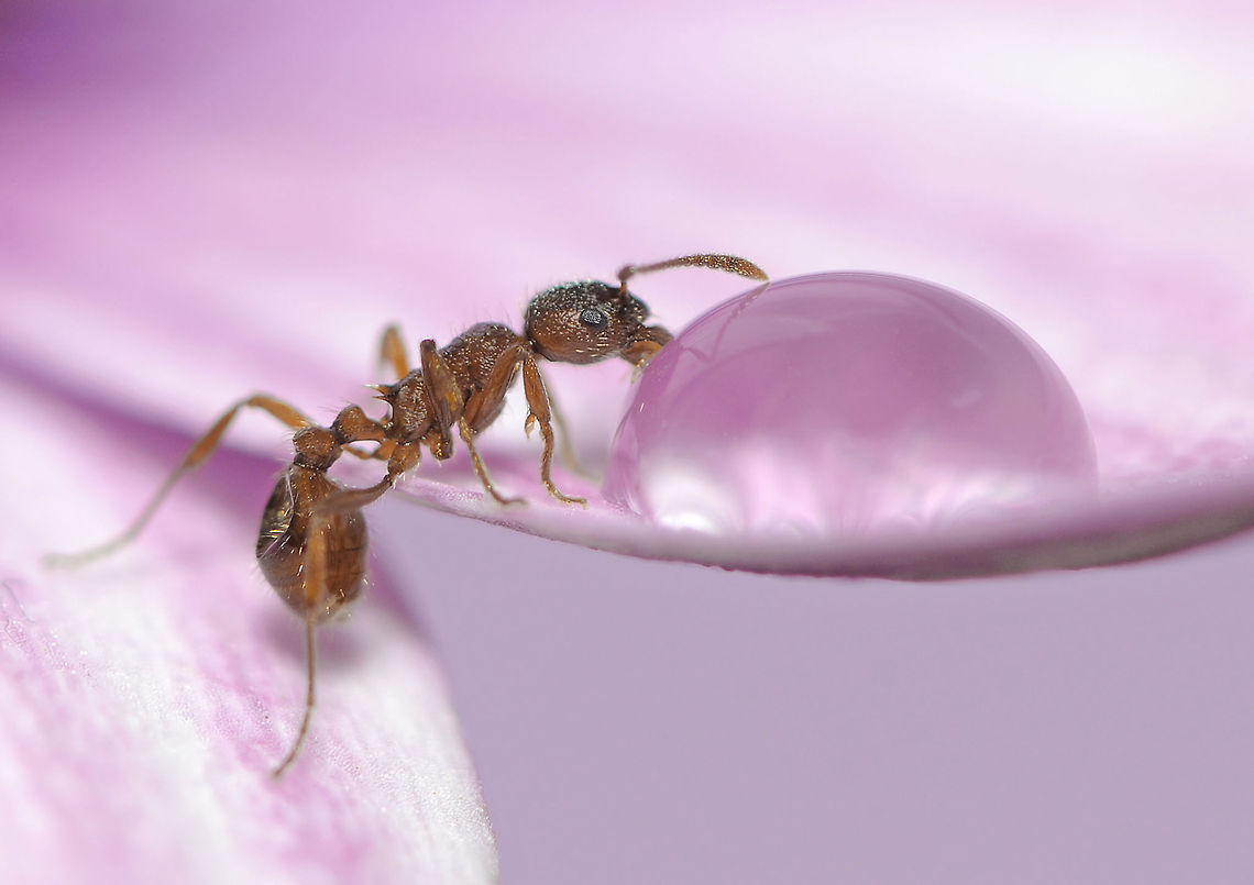 Thirsty Early in the morning,I saw  this moment and took the picture had enough. Macro,Myrmica rubra,Sweden,ants,insects