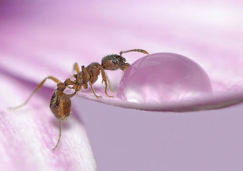 Thirsty Early in the morning,I saw  this moment and took the picture had enough. Macro,Myrmica rubra,Sweden,ants,insects