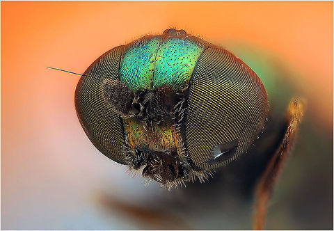 Don&acute;t cry for me NikonD700,Nikon10x mikroskop objektiv,Nikon bellow,SB-800,Stack photo Geotagged,Sweden,insect