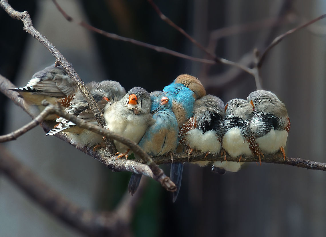 Siesta Taken in natur park(Gothenburg).<br />
NikonD700,NikkorVR70-200(340),2xConverter,SB-600 Birds,Finches,Geotagged,Sweden,Taeniopygia guttata,Zebra Finch