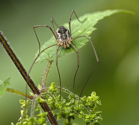 Harvestman NikonD2x,NikkorVR105 Geotagged,Insects,Phalangium opilio,Sweden,arachnid,harvestman