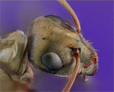 Ant_negro NikonD700,Nikon10x microskop objectiv,SB-800,Stacking Black garden ant,Geotagged,Lasius niger,Macro,Sweden,ants