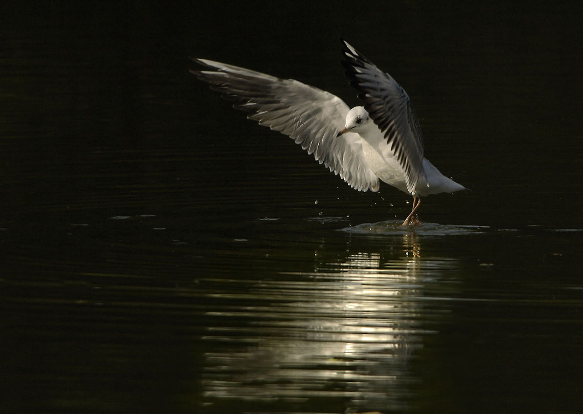 Seagull Nikkor VR70-200,2x Converter. Birds,Geotagged,Sweden