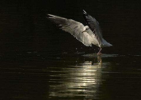 Seagull Nikkor VR70-200,2x Converter. Birds,Geotagged,Sweden