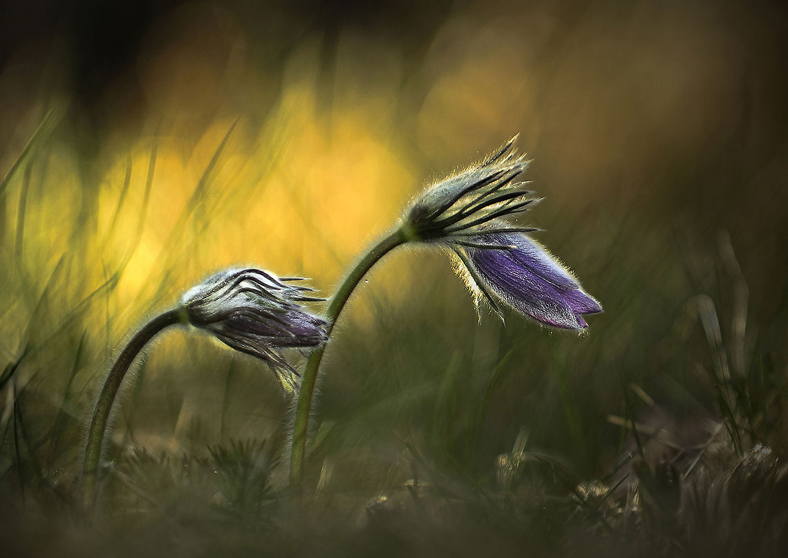 Pulsatilla_vulgaris NikonD700,NikkorVR 70-200 Geotagged,Plants,Pulsatilla vulgaris,Spring,Sweden