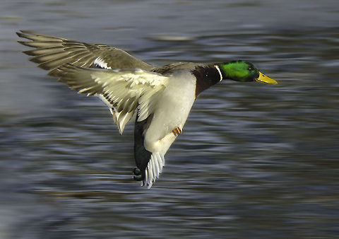 Mallard Nikon D2x,NikkorVR 70-200 Anas platyrhynchos,Birds,Geotagged,Mallard,Sweden