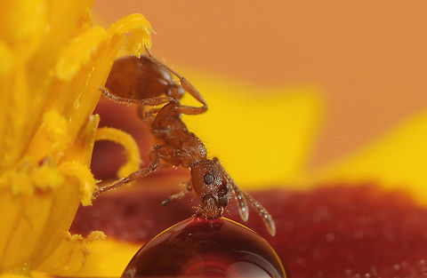 Thirsty2 NikonD300,NikkorVR105,2xConverter,SB-800 Geotagged,Macro,Myrmica rubra,Summer,Sweden,ant