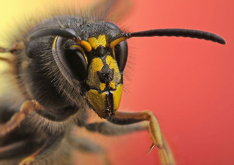Wasp NikonD300,NikkorVR105(210),2xConverter Geotagged,Insect,Macro