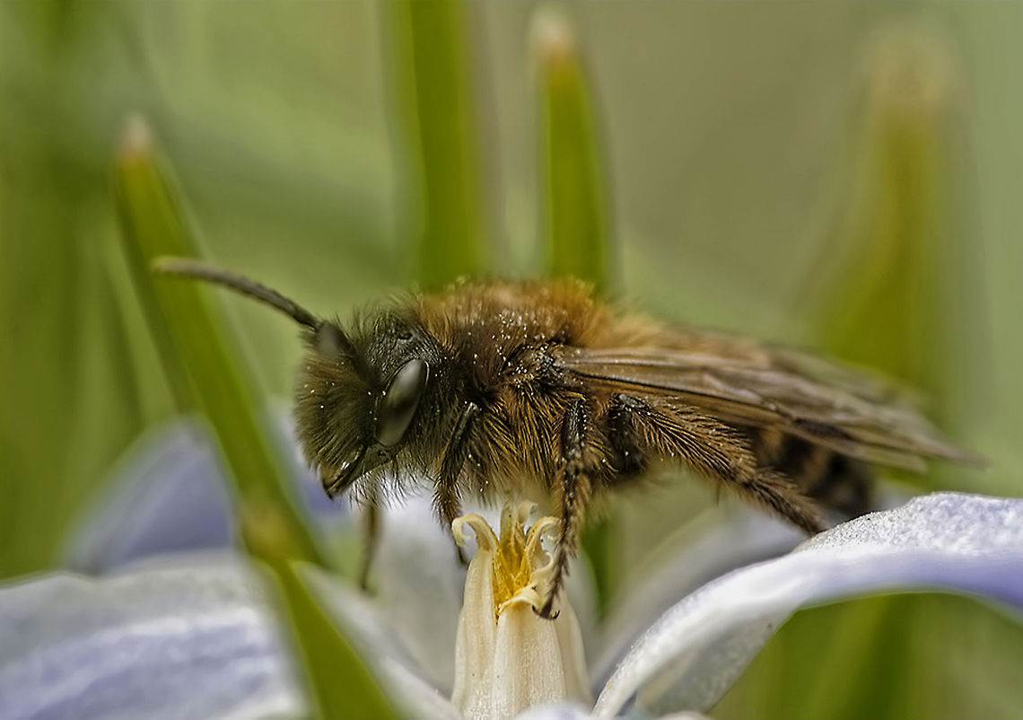 Bombus sporadicus NikonD300,NikkorVR105,SB-800 Bombus cryptarum,Geotagged,Insect,Macro,Sweden