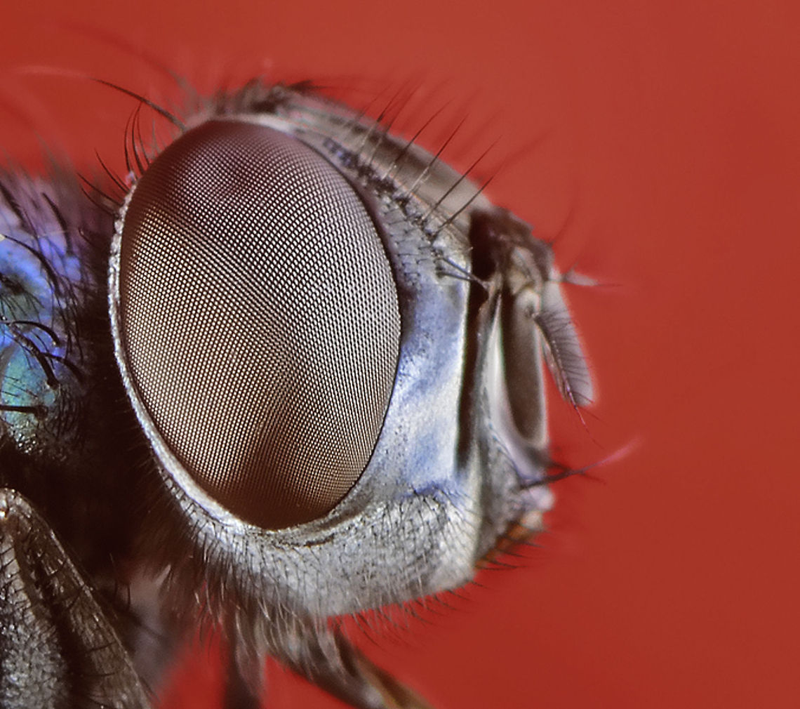 Fly NikonD300,NikkorVR105,2xConverter Geotagged,Macro,Sweden,fly