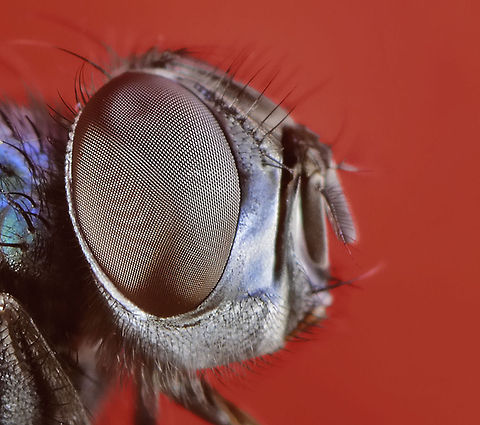 Fly NikonD300,NikkorVR105,2xConverter Geotagged,Macro,Sweden,fly