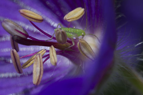 Grasshopper EOS 550D,Canon MP-E 65mm Chorthippus parallelus,Geotagged,Sweden