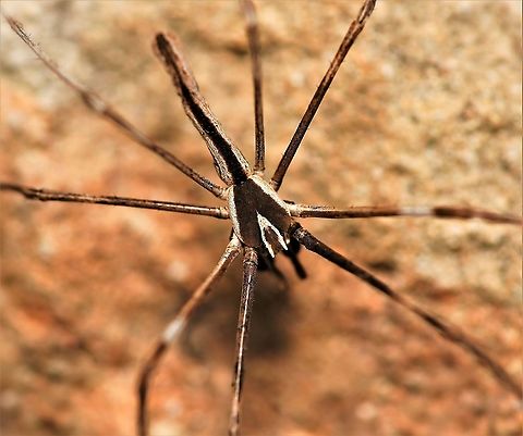 Asianopis subrufa dorsal One of our native ogre spiders on a sandstone wall. As well as the more famous and photographed facial perspective, I like the look of these spiders from other angles as well. 

This is a male, body length 20 mm Araneae,Asianopis subrufa,Australia,Deinopidae,Fall,Geotagged,Macro,Net-casting Spider,Ogre spider,Rufous Net-casting Spider,arachnid,arthropod,autumn,fauna,invertebrate,new south wales,spider