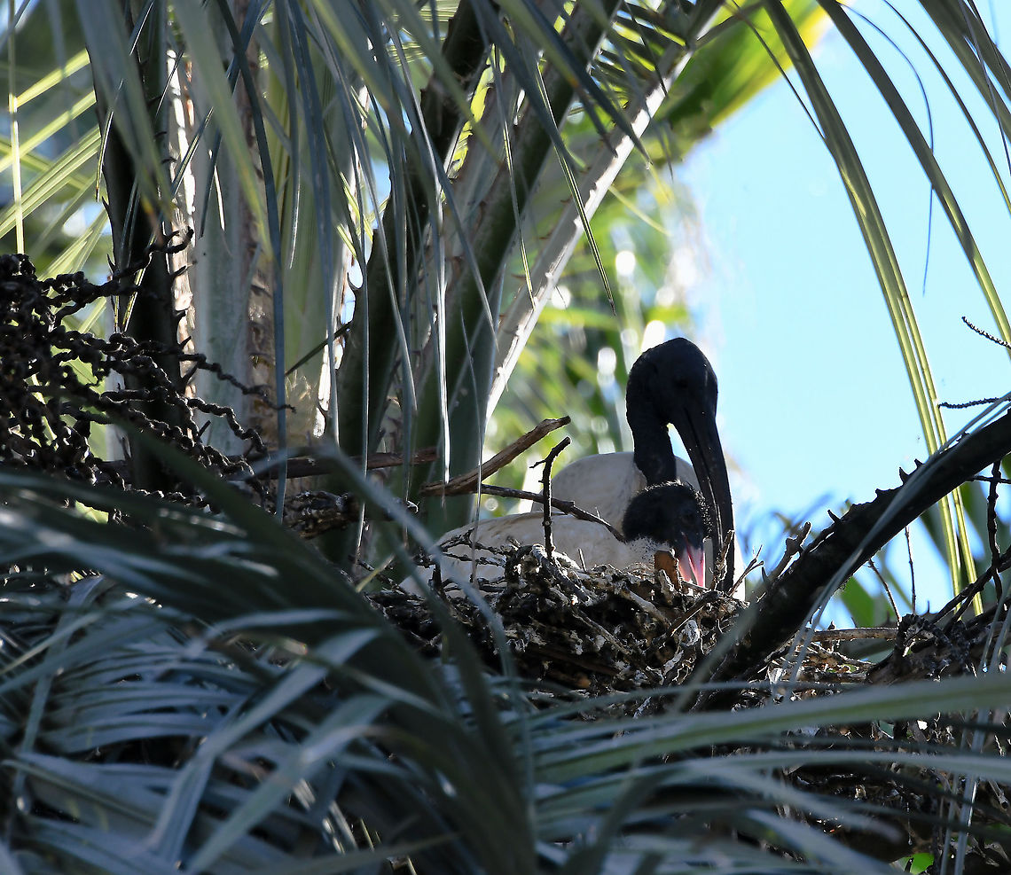 Australian white ibis and chick I spotted movement very high up in a palm tree and through the camera lens saw an occupied ibis nest. First time for me, usually seeing them at ground level. <br />
<br />
 Australia,Australian White Ibis,Aves,Geotagged,Pelecaniformes,Threskiornis molucca,Threskiornithidae,Winter,bird,fauna,new south wales,vertebrate,wading bird
