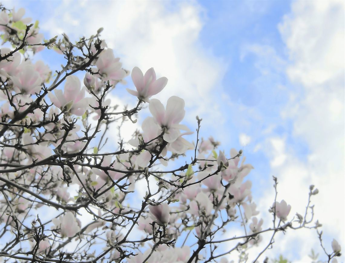 Magnolia sky blue Magnolias are once again in bloom and delighting with their floral beauty against the late winter sky. This tree was approximately 4 metres in height. <br />
<br />
The natural range of Magnolia species is a disjunct distribution, with a main centre in east and southeast Asia and a secondary center in eastern North America, Central America, the West Indies, and some species in South America. Australia,Flora,Geotagged,Magnoliaceae,Magnoliales,Tree,Winter,botany,magnolia,new south wales,white flowers