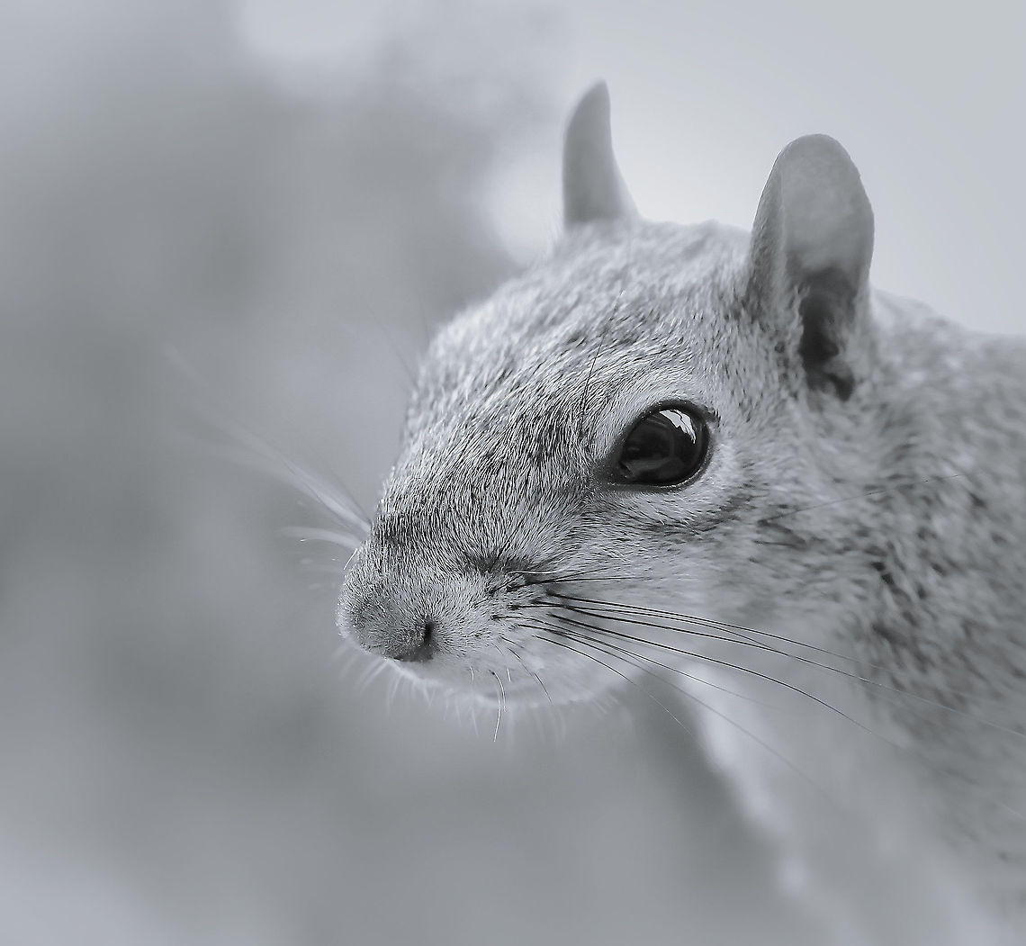 Inquisitive squirrel portrait Native to eastern North America. <br />
<br />
A moments pause in the busy life of an eastern grey squirrel, foraging for food on a winter's day.  Eastern gray squirrel,England,Geotagged,Rodentia,Sciuridae,Sciurus carolinensis,United Kingdom,Winter,fauna,mammal,portrait,vertebrate