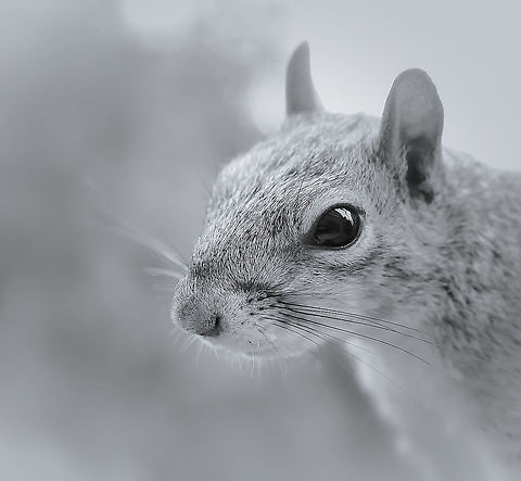 Inquisitive squirrel portrait Native to eastern North America. 

A moments pause in the busy life of an eastern grey squirrel, foraging for food on a winter's day.  Eastern gray squirrel,England,Geotagged,Rodentia,Sciuridae,Sciurus carolinensis,United Kingdom,Winter,fauna,mammal,portrait,vertebrate