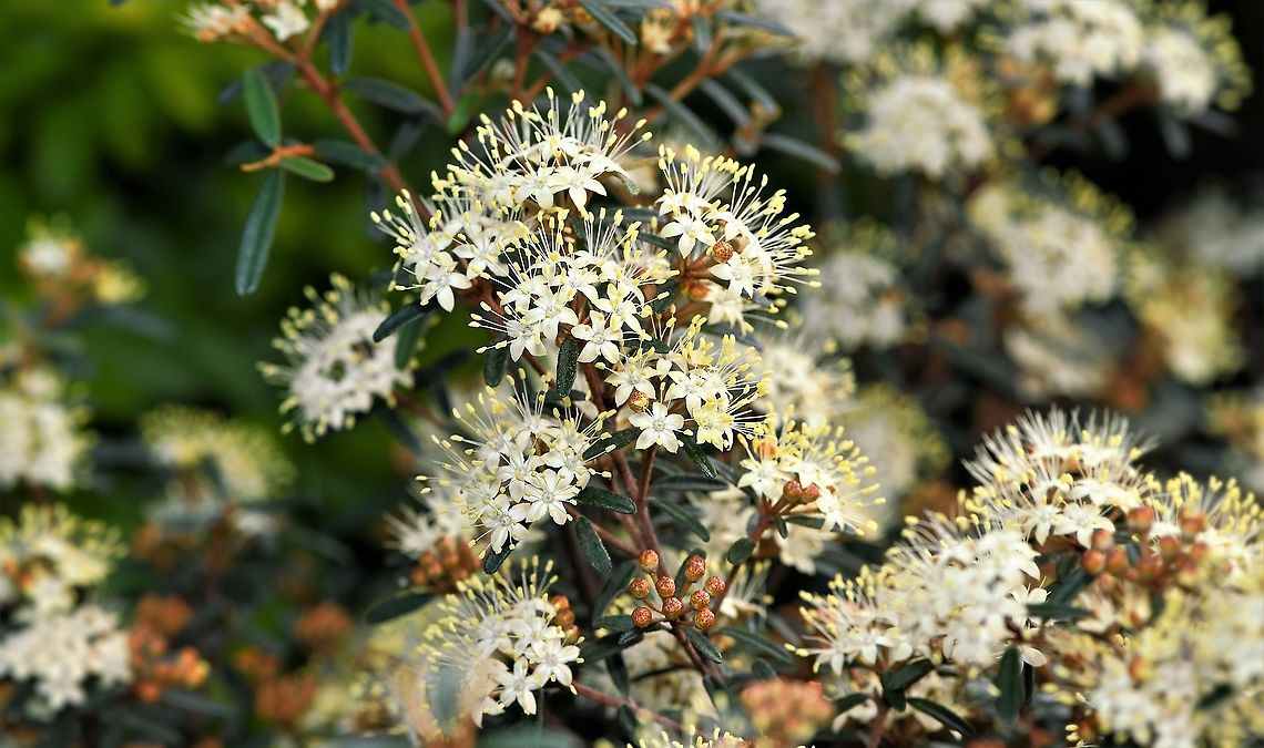 Forest phebalium Native to this country in Queensland, New South Wales, ACT and Victoria. I saw this specimen growing in heath, near eucalyptus forest. <br />
<br />
This plant has smooth branchlets covered with rust-coloured scales. Leaves are leathery, elliptical in shape, up to 70 mm in length and 8 mm wide. The lower surfaces of the leaves are also covered in hairs/scales. Five or more flowers are arranged in umbels on the ends of the branchlets, each flower 5 mm diameter. <br />
<br />
Highly attractive to insects.  Australia,Flora,Forest phebalium,Geotagged,Macro,Phebalium squamulosum,Rutaceae,Sapindales,Scaly Phebalium,Scaly phebalium,Winter,botany,new south wales,plant,yellow flowers