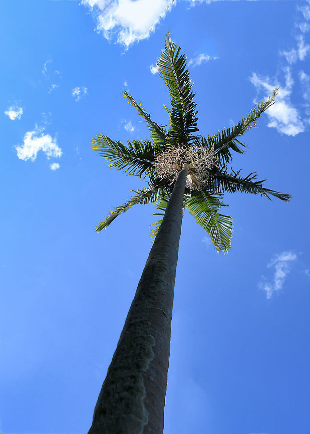Australian Bangalow palm Bangalow palm is endemic to this country and is found naturally occurring from around Mackay in Queensland to the Bateman&#039;s Bay area of New South Wales. <br />
<br />
It has a solitary stem and can reach a height of up to 30 m with a trunk diameter of up to 30 cm. It has a prominent crown and the  arching fronds can grow up to 4.5 m long with many leaflets. The inflorescence carries small lilac flowers on creamy branches and the fruit ripens to a bright red with a waxy finish which are attractive to birds. <br />
<br />
The leaf bases were used as water carriers by our native peoples and the names &#039;Piccabeen&#039; and &#039;Bangalow&#039; supposedly come from Aboriginal words for &#039;water carrier&#039;.  Archontophoenix cunninghamiana,Arecaceae,Arecales,Australia,Bangalow palm,Flora,Geotagged,Illawara palm,Palm tree,Piccabeen palm,Winter,botany,new south wales