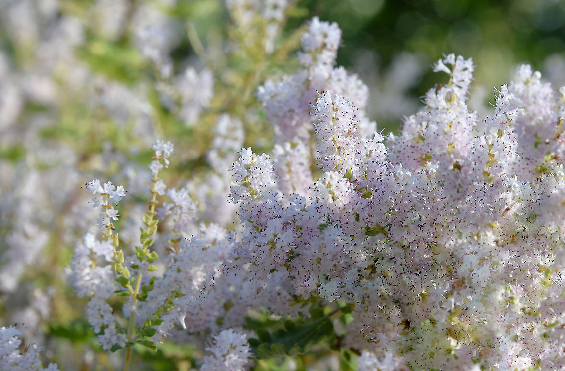 Misty plume bush This pretty perennial is native to eastern South Africa and is common in damp places, often beside streams. <br />
<br />
It is densely branched, with succulent stems and light green, rounded velvety leaves. It bears tiny white to mauve, tubular flowers in 8 cm long spikes in early spring as can be seen  here. The leaves have a highly aromatic ginger scent.<br />
<br />
This specimen was 1.5 m x 1.5 m.<br />
<br />
<br />
 Australia,Flora,Geotagged,Ginger bush,Iboza,Lamiaceae,Lamiales,Misty plume bush,Nutmeg bush,Tetradenia riparia,Watersalie,Winter,botany,perennial,plant,white flowers
