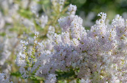 Misty plume bush This pretty perennial is native to eastern South Africa and is common in damp places, often beside streams. 

It is densely branched, with succulent stems and light green, rounded velvety leaves. It bears tiny white to mauve, tubular flowers in 8 cm long spikes in early spring as can be seen  here. The leaves have a highly aromatic ginger scent.

This specimen was 1.5 m x 1.5 m.


 Australia,Flora,Geotagged,Ginger bush,Iboza,Lamiaceae,Lamiales,Misty plume bush,Nutmeg bush,Tetradenia riparia,Watersalie,Winter,botany,perennial,plant,white flowers