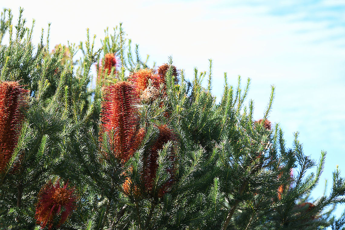 Heath-leaved Banksia <br />
The most colourful of the eastern Banksia species when in flower, also one of the best plants for attracting honey-eating birds. Naturally occuring in heath or shrub-woodland vegetation, distributed widely on the central coast of New South Wales to the adjacent ranges between Collaroy and Jervis Bay. It chiefly occurs in soils of sandy loam, deep sand or sand over sandstone in well drained areas.<br />
<br />
The cylindrical flower spikes of this Banksia species are large at 4 to 6 cm wide and up to 30 cm long. Growth of plant 4 to 7 m.  Australia,Banksia ericifolia,Flora,Geotagged,Heath-leaved Banksia,Inflorescence,Lantern Banksia,Proteaceae,Proteales,Winter,botany,new south wales