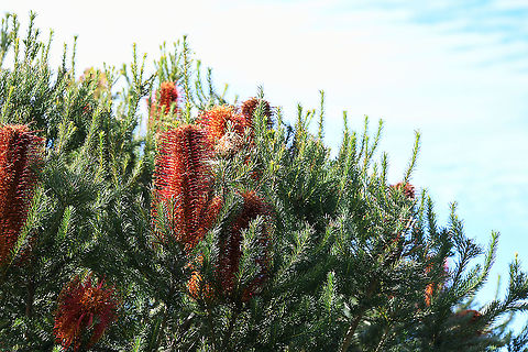 Heath-leaved Banksia 
The most colourful of the eastern Banksia species when in flower, also one of the best plants for attracting honey-eating birds. Naturally occuring in heath or shrub-woodland vegetation, distributed widely on the central coast of New South Wales to the adjacent ranges between Collaroy and Jervis Bay. It chiefly occurs in soils of sandy loam, deep sand or sand over sandstone in well drained areas.

The cylindrical flower spikes of this Banksia species are large at 4 to 6 cm wide and up to 30 cm long. Growth of plant 4 to 7 m.  Australia,Banksia ericifolia,Flora,Geotagged,Heath-leaved Banksia,Inflorescence,Lantern Banksia,Proteaceae,Proteales,Winter,botany,new south wales
