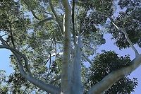 Eucalyptus grandis canopy A closer look at the trunk and canopy of this stunning eucalyptus species. <br />
<br />
Also commonly known as rose gum, scrub gum and flooded gum. Notable large tree, average height is around 50 m but some specimens have reached 80m. Silvery-grey to white, smooth bark. Glossy, dark green leaves up to 15 cm in length.<br />
<br />
https://www.jungledragon.com/image/99176/eucalyptus_grandis.html Australia,Eucalyptus grandis,Flooded gum,Flora,Geotagged,Myrtaceae,Myrtales,Rose gum,Scrub gum,Winter,botany,new south wales,tree,winter