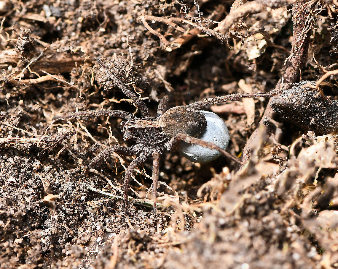 Mother wolf spider on the run I&#039;m always concerned to see the panic when I inadvertently disturb a creature while gardening - I did just that today when busy digging up lawn for a new bed. A mother wolf spider with her precious egg sac attached was running everywhere trying to find a new place to hide. <br />
<br />
After a couple of quick shots, I helped her to cover and safety, well out of the way of my shovel. <br />
<br />
15 mm body length Araneae,Australia,Geotagged,Lycosidae,Tasmanicosa leuckartii,Winter,Wolf Spider,arachnid,arthropod,fauna,invertebrate,new south wales,spider egg sac