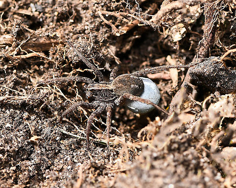 Mother wolf spider on the run I'm always concerned to see the panic when I inadvertently disturb a creature while gardening - I did just that today when busy digging up lawn for a new bed. A mother wolf spider with her precious egg sac attached was running everywhere trying to find a new place to hide. 

After a couple of quick shots, I helped her to cover and safety, well out of the way of my shovel. 

15 mm body length Araneae,Australia,Geotagged,Lycosidae,Tasmanicosa leuckartii,Winter,Wolf Spider,arachnid,arthropod,fauna,invertebrate,new south wales,spider egg sac