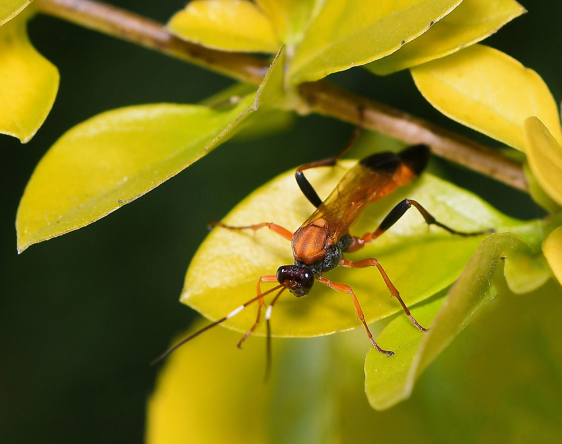 Black-tipped orange ichneumonid wasp Native to Africa.<br />
<br />
First Ichneumonid wasp sighting for me this spring. Lovely vibrant and dynamic colouring on this one. <br />
<br />
25 mm body length Australia,Ctenochares bicolorus,Geotagged,Hymenoptera,Ichneumonidae,Ichneumoninae,Wasp,Winter,arthropod,fauna,ichneumonid wasp,insect,invertebrate,new south wales