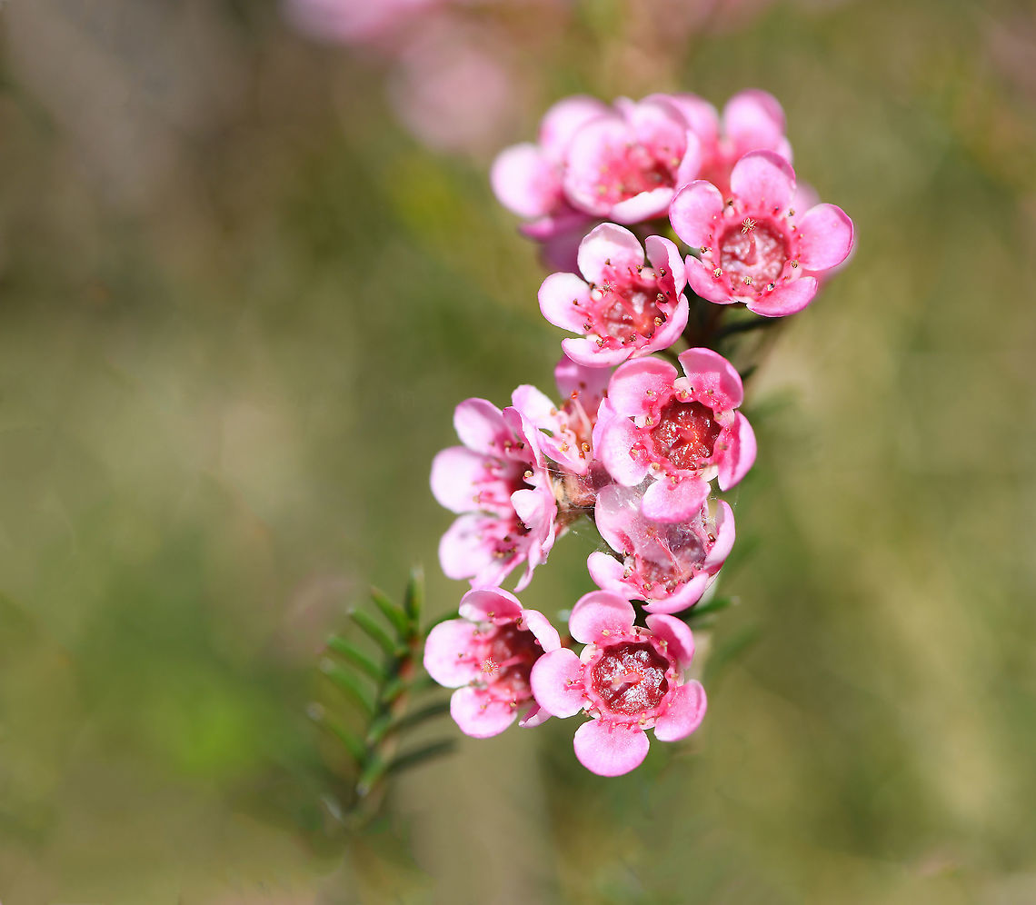 First blush of Australian spring <br />
Chamelaucium wax flower, pretty as a picture in my garden right now and a native to this country, a favourite with insects including native bees. Plants in genus Chamelaucium belong to the myrtle family Myrtaceae and have flowers similar to those of the tea-trees (genus Leptospermum, also in family Myrtaceae). <br />
<br />
They are woody, evergreen shrubs ranging from 15 cm to 3 m high. Each 5 petaled flower just 10 mm diameter. This one I'm growing is a cultivar called 'Sarah's Delight'.<br />
<br />
<br />
 Australia,Chamelaucium,Chamelaucium uncinatum,Flora,Geotagged,Geraldton wax,Macro,Myrtaceae,Myrtales,Pink Flowers,Winter,botany,new south wales,plant,waxflower