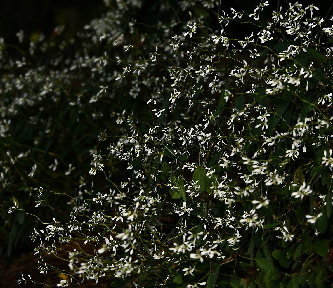 Euphorbia hypericifolia Native to the southernmost parts of the U.S., Mexico, the West Indies, Central America and South America.<br />
<br />
Euphorbia hypericifolia is a low growing clumping shrub with oval leaves and masses of tiny white flowers. However, close inspection shows the pairs of white petals to be bracts and the actual flowers to be very small, inconsequential and Euphorbia-like.<br />
<br />
Low growing, spreading habit. This area was under trees and in significant shade. <br />
<br />
<br />
(This is cultivar 'Diamond Frost', listed as being different from the parent plant  E. hypericifolia in the following respects: 1) more uniformity 2) more freely branching 3) more freely flowering and 4) smaller flowers).      <br />
 Australia,Baby's Breath Euphorbia,Euphorbia hypericifolia,Euphorbiaceae,Flora,Geotagged,Graceful Spurge,Malpighiales,Spurge,Winter,plant,white flowers