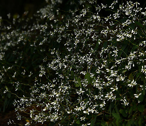 Euphorbia hypericifolia Native to the southernmost parts of the U.S., Mexico, the West Indies, Central America and South America.

Euphorbia hypericifolia is a low growing clumping shrub with oval leaves and masses of tiny white flowers. However, close inspection shows the pairs of white petals to be bracts and the actual flowers to be very small, inconsequential and Euphorbia-like.

Low growing, spreading habit. This area was under trees and in significant shade. 


(This is cultivar 'Diamond Frost', listed as being different from the parent plant  E. hypericifolia in the following respects: 1) more uniformity 2) more freely branching 3) more freely flowering and 4) smaller flowers).      
 Australia,Baby's Breath Euphorbia,Euphorbia hypericifolia,Euphorbiaceae,Flora,Geotagged,Graceful Spurge,Malpighiales,Spurge,Winter,plant,white flowers