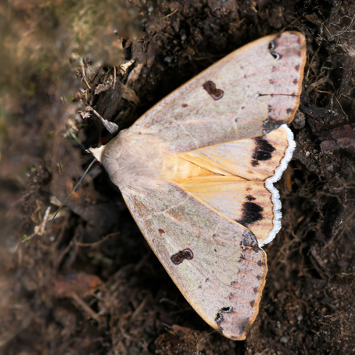 Figure eight moth, wings open before flight <br />
Observed yesterday whilst gardening. Movement caught my attention, I pulled the foliage back to reveal this lovely moth. It opened its wings, vibrated them a little - I took a couple of shots and then off it flew. <br />
<br />
There are reports of larvae eating mistletoe (family Loranthaceae) and blake paperbark (family Myrtaceae). <br />
<br />
Wingspan 55 mm<br />
<br />
<figure class="photo"><a href="https://www.jungledragon.com/image/100618/figure_eight_moth_wings_closed.html" title="Figure eight moth, wings closed"><img src="https://s3.amazonaws.com/media.jungledragon.com/images/3314/100618_thumb.jpg?AWSAccessKeyId=05GMT0V3GWVNE7GGM1R2&Expires=1769040010&Signature=VXI0yQ1YYGL1DmfMD71Y2aFMxCI%3D" width="200" height="164" alt="Figure eight moth, wings closed <br />
Observed yesterday whilst gardening. Movement caught my attention, I pulled the foliage back to reveal this lovely moth. It opened its wings, vibrated them a little - I took a couple of shots and then off it flew.<br />
<br />
There are reports of larvae eating mistletoe (family Loranthaceae) and blake paperbark (family Myrtaceae).<br />
<br />
Wingspan 55 mm<br />
<br />
https://www.jungledragon.com/image/100592/figure_eight_moth.html Australia,Figure eight moth,Geotagged,Lepidoptera,Noctuoidea,Ophiusa parcemacula,Winter,arthropod,erebidae,fauna,insect,invertebrate,moth,new south wales" /></a></figure><br />
<br />
 Australia,Figure eight moth,Geotagged,Lepidoptera,Moth,Noctuoidea,Ophiusa parcemacula,Winter,arthropod,erebidae,fauna,insect,invertebrate,new south wales
