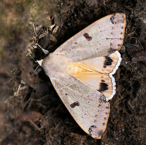 Figure eight moth, wings open before flight 
Observed yesterday whilst gardening. Movement caught my attention, I pulled the foliage back to reveal this lovely moth. It opened its wings, vibrated them a little - I took a couple of shots and then off it flew. 

There are reports of larvae eating mistletoe (family Loranthaceae) and blake paperbark (family Myrtaceae). 

Wingspan 55 mm

https://www.jungledragon.com/image/100618/figure_eight_moth_wings_closed.html

 Australia,Figure eight moth,Geotagged,Lepidoptera,Moth,Noctuoidea,Ophiusa parcemacula,Winter,arthropod,erebidae,fauna,insect,invertebrate,new south wales