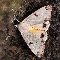 Figure eight moth, wings open before flight <br />
Observed yesterday whilst gardening. Movement caught my attention, I pulled the foliage back to reveal this lovely moth. It opened its wings, vibrated them a little - I took a couple of shots and then off it flew. <br />
<br />
There are reports of larvae eating mistletoe (family Loranthaceae) and blake paperbark (family Myrtaceae). <br />
<br />
Wingspan 55 mm<br />
<br />
https://www.jungledragon.com/image/100618/figure_eight_moth_wings_closed.html<br />
<br />
Australia,Figure eight moth,Geotagged,Lepidoptera,Moth,Noctuoidea,Ophiusa parcemacula,Winter,arthropod,erebidae,fauna,insect,invertebrate,new south wales