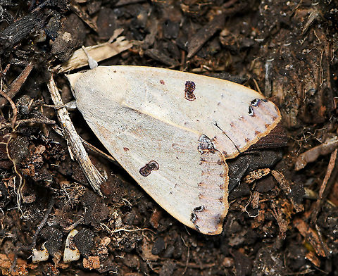 Figure eight moth, wings closed 
Observed yesterday whilst gardening. Movement caught my attention, I pulled the foliage back to reveal this lovely moth. It opened its wings, vibrated them a little - I took a couple of shots and then off it flew.

There are reports of larvae eating mistletoe (family Loranthaceae) and blake paperbark (family Myrtaceae).

Wingspan 55 mm

https://www.jungledragon.com/image/100592/figure_eight_moth.html Australia,Figure eight moth,Geotagged,Lepidoptera,Noctuoidea,Ophiusa parcemacula,Winter,arthropod,erebidae,fauna,insect,invertebrate,moth,new south wales