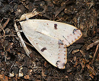 Figure eight moth, wings closed <br />
Observed yesterday whilst gardening. Movement caught my attention, I pulled the foliage back to reveal this lovely moth. It opened its wings, vibrated them a little - I took a couple of shots and then off it flew.<br />
<br />
There are reports of larvae eating mistletoe (family Loranthaceae) and blake paperbark (family Myrtaceae).<br />
<br />
Wingspan 55 mm<br />
<br />
https://www.jungledragon.com/image/100592/figure_eight_moth.html Australia,Figure eight moth,Geotagged,Lepidoptera,Noctuoidea,Ophiusa parcemacula,Winter,arthropod,erebidae,fauna,insect,invertebrate,moth,new south wales