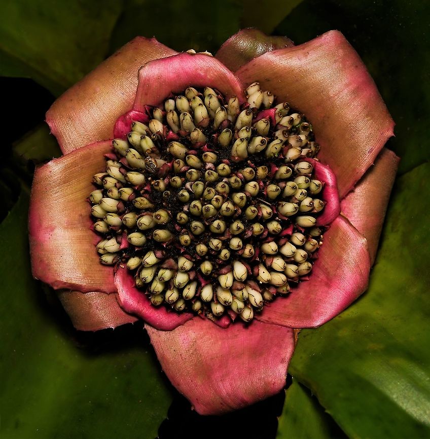 Alcantarea imperialis bromeliad flower buds Endemic to Brazil in rocky slope locations. <br />
<br />
A large and stunning bromeliad with a dense rosette of wide strap-like, corrugated leaves with a smooth margin. This stunning plant takes years to flower just once before producing offsets with a large flower spike (up to 2.5 m in height) that is covered with hundreds of flowers. The flower spike can last up to 12 months. After flowering, the mother plant will start to die-back while new pups are produced alongside.<br />
<br />
This is cultivar &#039;Rubra&#039;. Leaves of this plant turn a gorgeous burgundy in high sunlight. <br />
<br />
Growing to an impressive 1.5 m x 1.5 m. Alcantarea imperialis,Australia,Bromeliaceae,Bromeliad,Flora,Geotagged,Imperial bromeliad,Poales,Winter,botany,plant