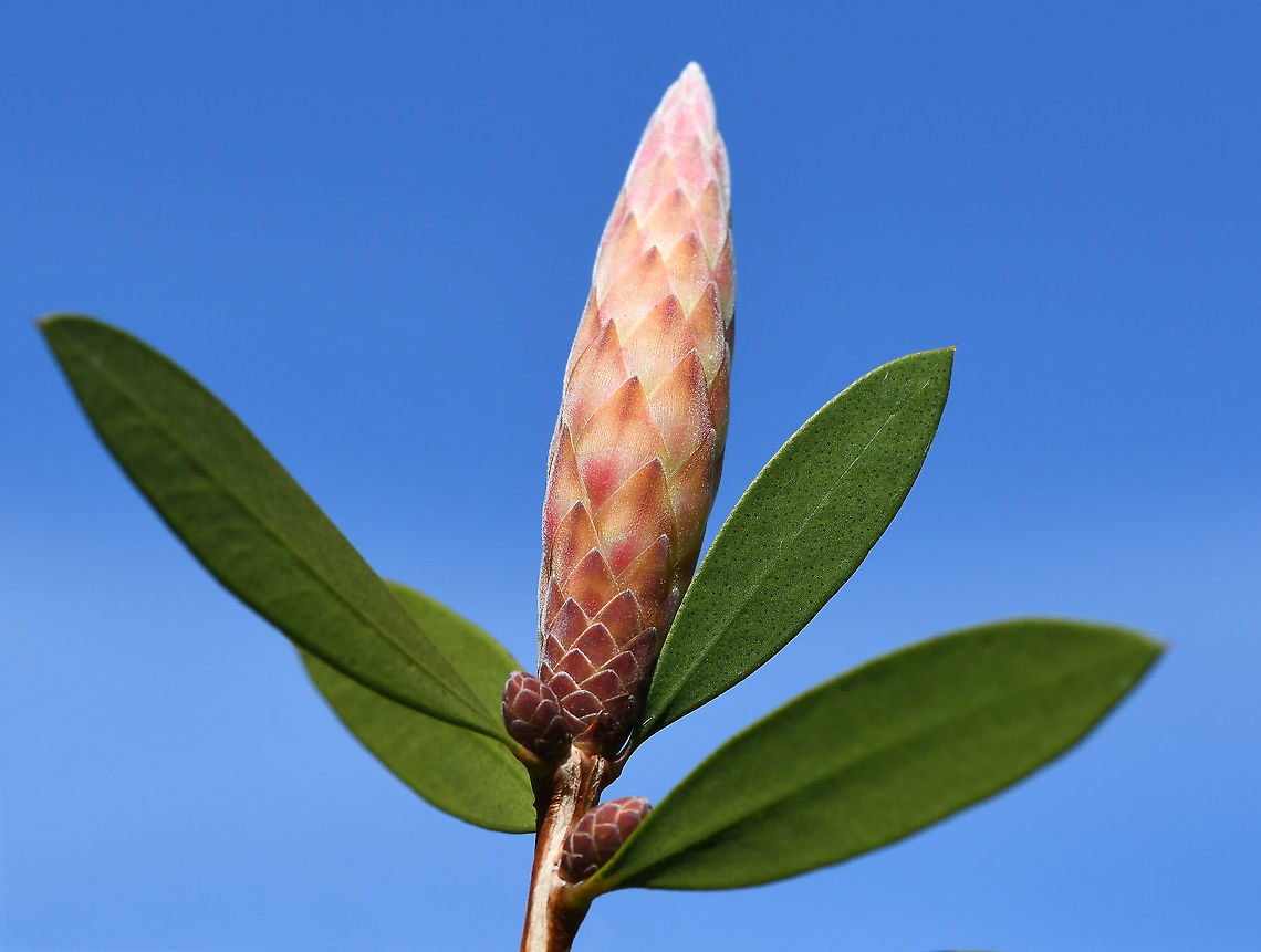 Bottlebrush maturing flower spikes Most bottlebrushes occur in the east and south-east of this country. They often grow in damp or wet conditions such as along creek beds or in areas which are prone to floods.<br />
<br />
Bottlebrushes are members of the genus Callistemon and belong to the family Myrtaceae.  They are all woody shrubs which range from 0.5 m to 4 m in height. The flowers can be spectacular and are irresistible to nectar-feeding birds and insects.<br />
<br />
<br />
<br />
<figure class="photo"><a href="https://www.jungledragon.com/image/105016/callistemon_citrinus.html" title="Callistemon citrinus"><img src="https://s3.amazonaws.com/media.jungledragon.com/images/3314/105016_thumb.jpg?AWSAccessKeyId=05GMT0V3GWVNE7GGM1R2&Expires=1769040010&Signature=VMtmV5fy4L03Q8pG%2F3PTKIttr%2Bs%3D" width="104" height="152" alt="Callistemon citrinus Most bottlebrushes occur in the east and south-east of this country. They often grow in damp or wet conditions such as along creek beds or in areas which are prone to floods.<br />
<br />
Bottlebrushes are members of the genus Callistemon and belong to the family Myrtaceae. They are all woody shrubs which range from 0.5 m to 4 m in height. The flowers can be spectacular and are irresistible to nectar-feeding birds and insects.<br />
<br />
<br />
https://www.jungledragon.com/image/100689/bottlebrush_maturing_flower_spikes.html<br />
<br />
https://www.jungledragon.com/image/121965/callistemon_citrinus_buds_opening.html Australia,Callistemon citrinus,Crimson Bottlebrush,Flora,Geotagged,Myrtaceae,Myrtales,Spring,botany,new south wales,plant,red flowers" /></a></figure><br />
<br />
<figure class="photo"><a href="https://www.jungledragon.com/image/121965/callistemon_citrinus_buds_opening.html" title="Callistemon citrinus buds opening"><img src="https://s3.amazonaws.com/media.jungledragon.com/images/3314/121965_thumb.jpg?AWSAccessKeyId=05GMT0V3GWVNE7GGM1R2&Expires=1769040010&Signature=kPzOzmiuftmspfmSAvO6sgt5Gmc%3D" width="122" height="152" alt="Callistemon citrinus buds opening These plants are found naturally here in New South Wales, also Victoria and southern Queensland, usually in wet or swampy conditions as well as rocky outcrops, mainly on the coast and tablelands. Growing 3 to 4 m. <br />
<br />
The leaves are narrow-elliptic, up to 7 cm long, and about 1 cm wide with a lemon odour when crushed.<br />
<br />
The lower spikes are 6 &ndash;10 cm long, by 7 cm diameter. Filaments as seen  here are bright red, sometimes purplish red.<br />
<br />
Flowers are produced in spring, up to two flowerings if moisture is available. <br />
<br />
https://www.jungledragon.com/image/100689/bottlebrush_maturing_flower_spikes.html<br />
<br />
https://www.jungledragon.com/image/105016/callistemon_citrinus.html Australia,Callistemon citrinus,Crimson Bottlebrush,Flora,Geotagged,Macro,Myrtaceae,Myrtales,botany,new south wales,red flowers,spring" /></a></figure> Australia,Callistemon citrinus,Crimson Bottlebrush,Flora,Geotagged,Myrtaceae,Myrtales,Spring,botany,new south wales,plant