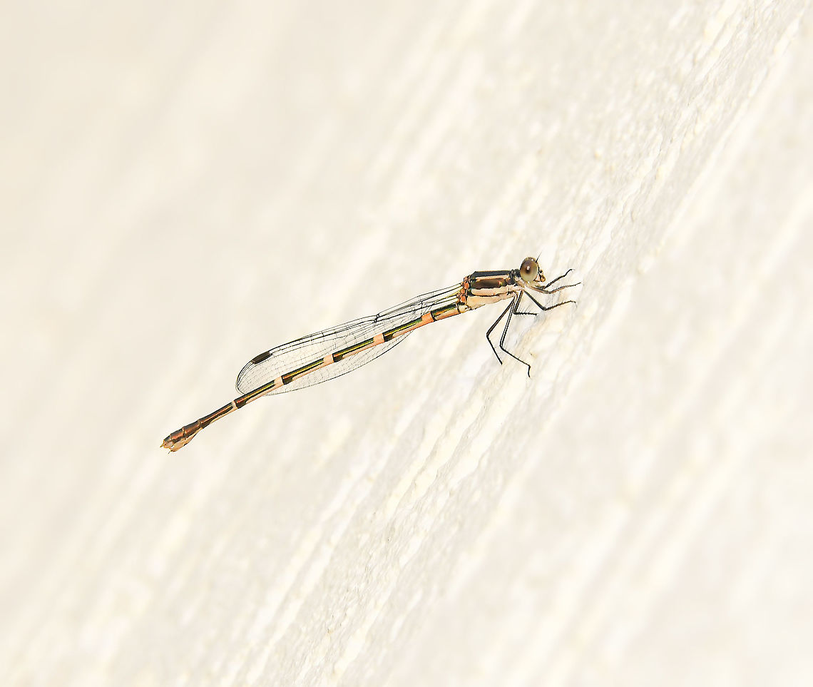 Wandering ringtail damselfly <br />
Found across eastern Australia where it lives close to slow and/or still water - a visitor from the National Park opposite my place I am sure, where there are many creeks.<br />
<br />
Immature female - mature females have some pale blue colour. <br />
<br />
35 mm body length<br />
 Australia,Austrolestes leda,Fall,Geotagged,Lestidae,Macro,Odonata,Wandering Ringtail,arthropod,autumn,damselfly,fauna,insect,invertebrate,new south wales
