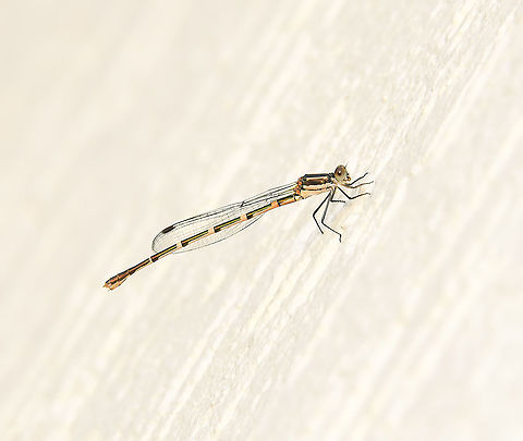 Wandering ringtail damselfly 
Found across eastern Australia where it lives close to slow and/or still water - a visitor from the National Park opposite my place I am sure, where there are many creeks.

Immature female - mature females have some pale blue colour. 

35 mm body length
 Australia,Austrolestes leda,Fall,Geotagged,Lestidae,Macro,Odonata,Wandering Ringtail,arthropod,autumn,damselfly,fauna,insect,invertebrate,new south wales