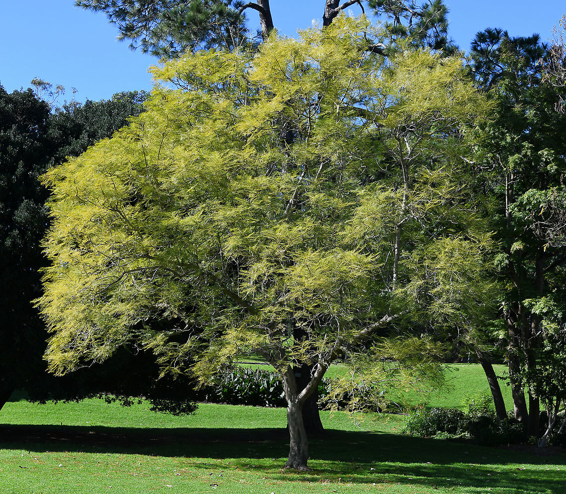 Jacaranda mimosifolia (sub-species alba) A sub-tropical tree native to south-central South America. This rare species was introduced into Australia in 1960 by George Hewitt, a doctor from Bellingen, New South Wales. This specimen seen in the Botanic Gardens, Sydney. I hope to re-visit the gardens again around November when the Jacarandas are in flower, because I am looking forward to seeing the white flowers on this one.  Australia,Bignoniaceae,Geotagged,Jacaranda mimosifilia alba,Jacaranda mimosifolia,Lamiales,Winter,botany,plant,tree