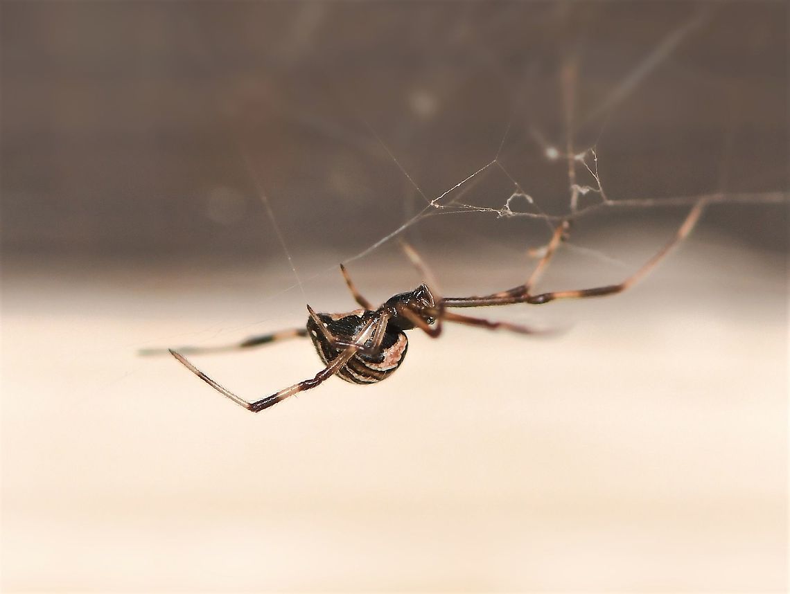 Immature female redback This pretty girl had set up home just outside my laundry door. Classic, synanthropic  location for a redback. After watching and documenting her growth over several weeks, one day she was gone. It is unusual for these females to move once a location has been picked and web building begins, so I&#039;m assuming she was taken by a bird, wasp or such.<br />
<br />
5 mm body lenth  Araneae,Australia,Comb-footed spider,Geotagged,Latrodectus hasseltii,Macro,Redback spider,Tangle-web spider,Theridiidae,arachnid,arthropod,fauna,invertebrate,new south wales,summer,synanthropy