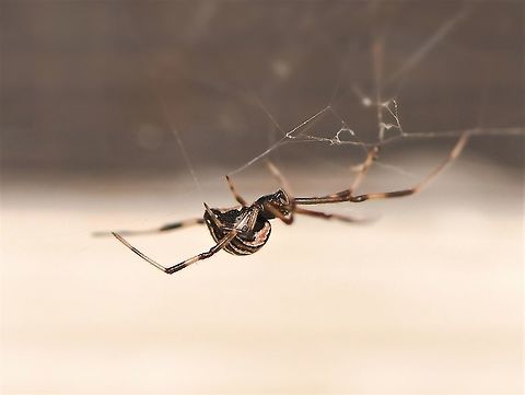 Immature female redback This pretty girl had set up home just outside my laundry door. Classic, synanthropic  location for a redback. After watching and documenting her growth over several weeks, one day she was gone. It is unusual for these females to move once a location has been picked and web building begins, so I'm assuming she was taken by a bird, wasp or such.

5 mm body lenth  Araneae,Australia,Comb-footed spider,Geotagged,Latrodectus hasseltii,Macro,Redback spider,Tangle-web spider,Theridiidae,arachnid,arthropod,fauna,invertebrate,new south wales,summer,synanthropy