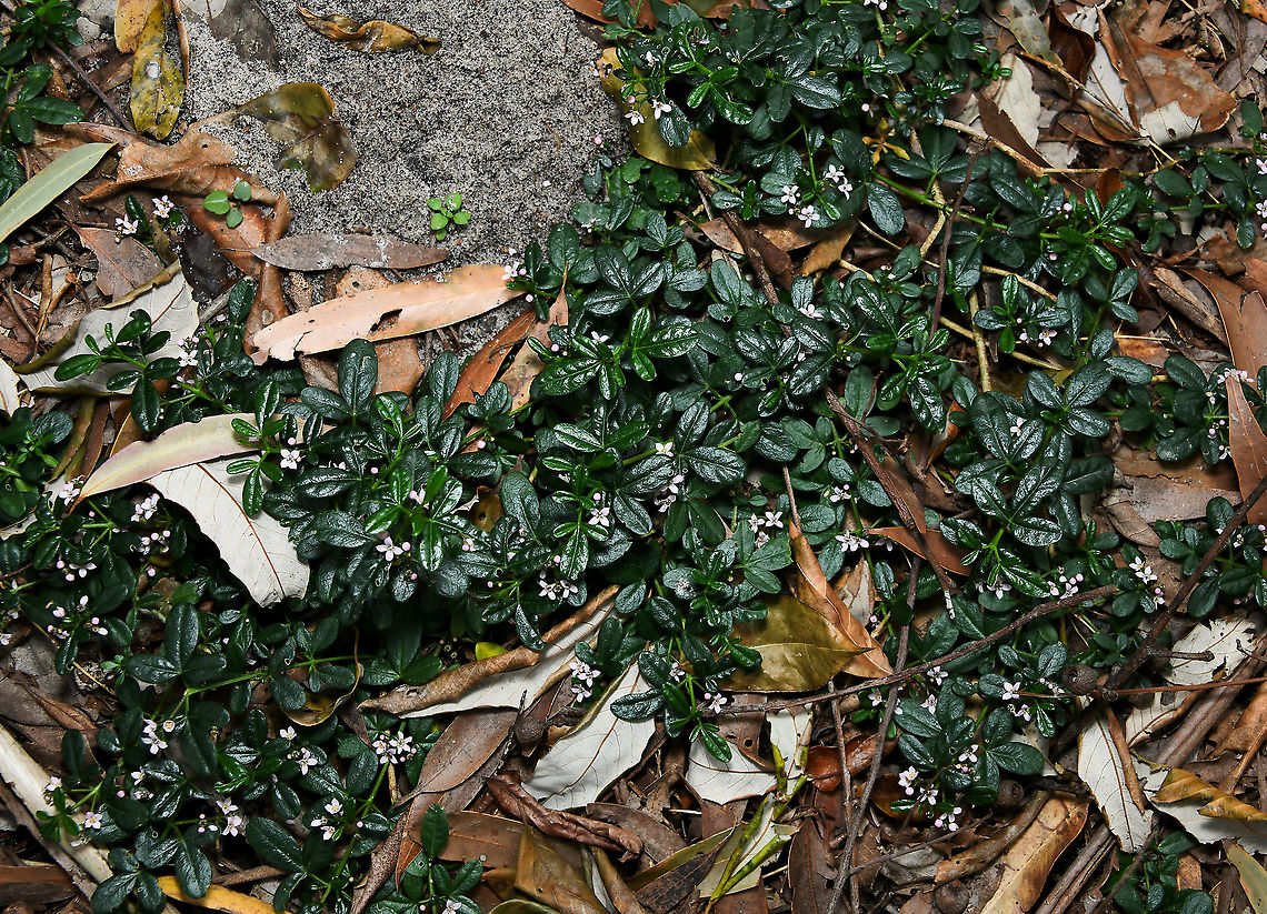 Endangered headland zieria This species is a rare and endangered plant that is restricted to four coastal headlands in the Coffs Harbour area of north-east New South Wales. Threats include inappropriate fire regimes resulting in alteration of habitat, illegal collection of plants or flowers, invasion of habitat by weeds, (especially bitou bush, lantana, kikuyu and Parramatta grass), risk of local extinction because populations are small, trampling by people visiting headlands and reduction in rainfall. However, Z. prostrata is becoming well known in cultivation so that its future should be assured.<br />
<br />
It is a prostrate shrub forming dense mats at least 50 cm in diameter. Foliage is glossy green, strongly aromatic and dotted with prominent oil dots. Flowers have four petals, each being just 2.5 mm in length. Flowering mainly occurs from late August to late October.  Australia,Flora,Geotagged,Headland zieria,New South Wales,Rutaceae,Sapindales,Zieria prostrata,botany,plant,spring