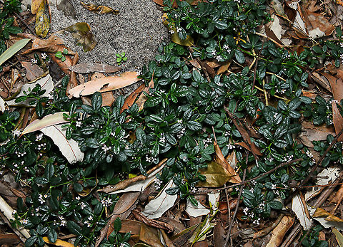 Endangered headland zieria This species is a rare and endangered plant that is restricted to four coastal headlands in the Coffs Harbour area of north-east New South Wales. Threats include inappropriate fire regimes resulting in alteration of habitat, illegal collection of plants or flowers, invasion of habitat by weeds, (especially bitou bush, lantana, kikuyu and Parramatta grass), risk of local extinction because populations are small, trampling by people visiting headlands and reduction in rainfall. However, Z. prostrata is becoming well known in cultivation so that its future should be assured.
It is a prostrate shrub forming dense mats at least 50 cm in diameter. Foliage is glossy green, strongly aromatic and dotted with prominent oil dots. Flowers have four petals, each being just 2.5 mm in length. Flowering mainly occurs from late August to late October. Australia,Flora,Geotagged,Headland zieria,New South Wales,Rutaceae,Sapindales,Zieria prostrata,botany,plant,spring