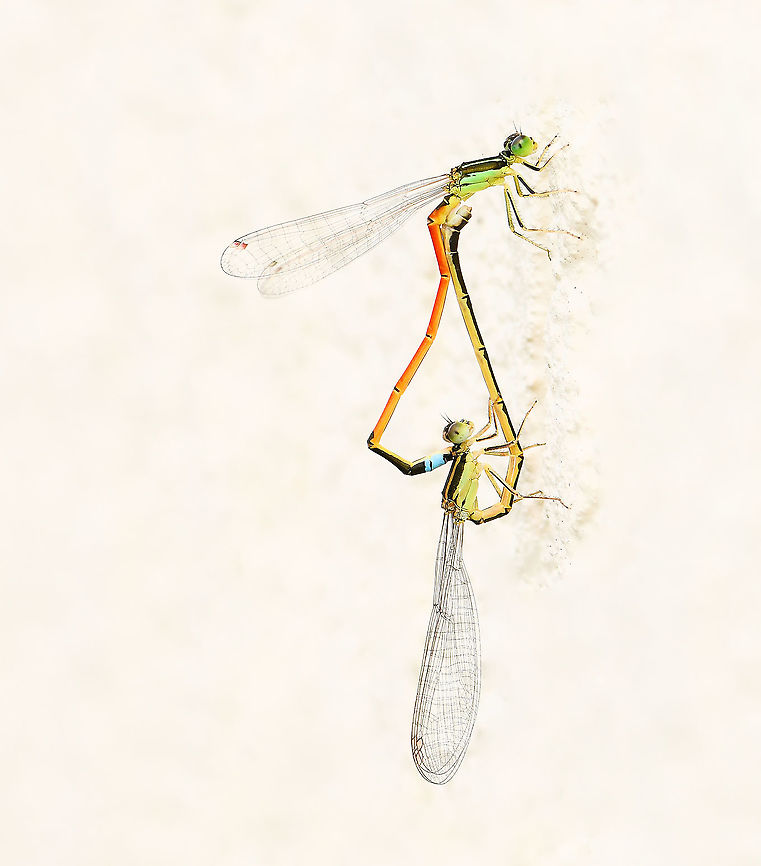 Mating Aurora bluetails <br />
Tiny, yet nevertheless stunning little damselflies. Body length just 30 mm.  Aurora bluetail,Australia,Coenagrionidae,Geotagged,Golden Dartlet,Ischnura aurora,Odonata,arthropod,damselfly,damselfly copulation,fauna,insect,invertebrate,mating damselflies,spring